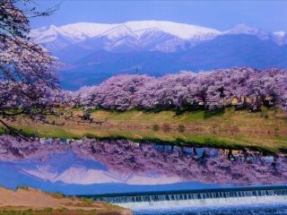 白石川堤一目千本桜写真１