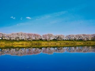 白石川堤一目千本桜写真２
