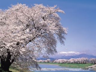 白石川堤一目千本桜の写真３