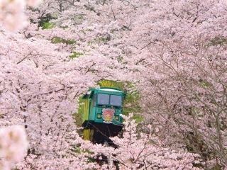 船岡城址公園の桜写真２