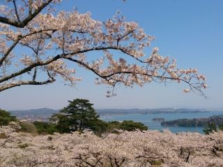 西行戻しの松公園の桜写真１