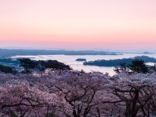 西行戻しの松公園の桜写真２