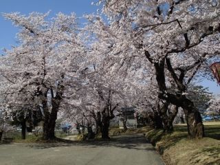 真人公園の桜写真１