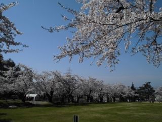 真人公園の桜写真２
