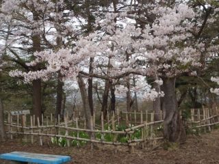 大森公園の桜写真２