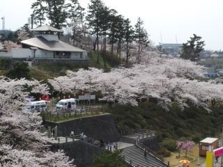 本荘公園の桜写真１