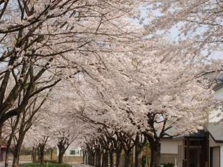 鷹巣中央公園の桜写真１
