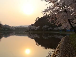 勢至公園の桜写真１
