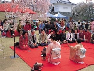霞城公園の桜写真２