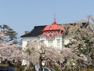 鶴岡公園の桜写真１