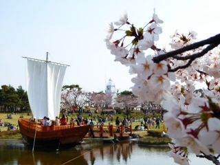 日和山公園（山形県）の桜写真１