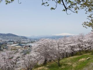 寒河江公園の桜写真１