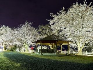 寒河江公園の桜写真２