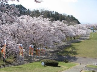 天童公園（舞鶴山）の桜写真１