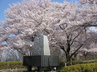天童公園（舞鶴山）の桜写真２