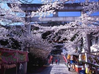 信夫山公園の桜写真１