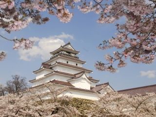鶴ヶ城公園の桜写真１