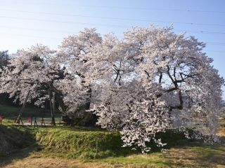 石部桜の写真３