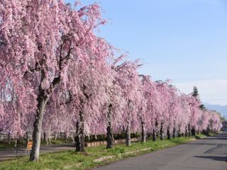 日中線しだれ桜並木の桜写真２