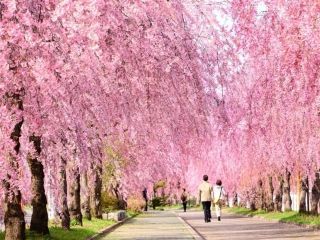 日中線しだれ桜並木の写真３