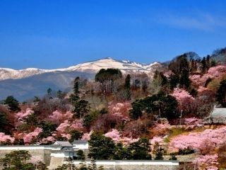 霞ヶ城公園の桜写真１