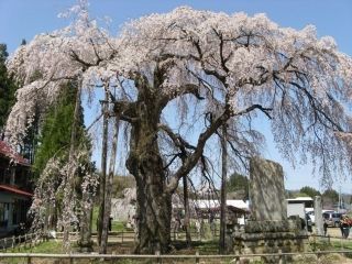 永泉寺の桜写真１
