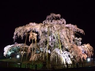 三春滝桜写真２