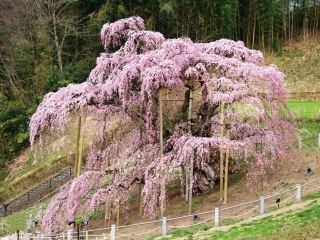 三春滝桜の写真３