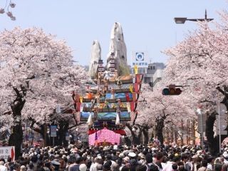 平和通りの桜の写真３