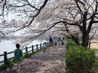 砂沼広域公園・観桜苑の桜写真１
