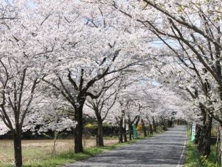 太平山の桜写真１