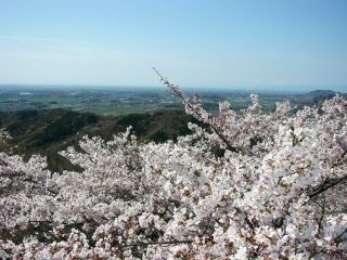 太平山の桜写真２