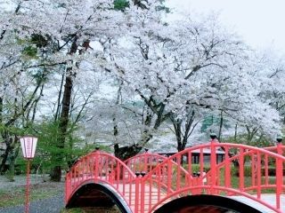 烏ヶ森公園の桜写真１