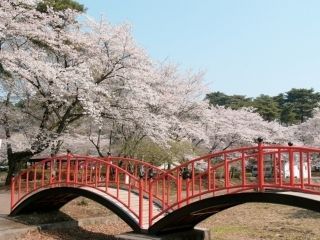 烏ヶ森公園の桜写真２
