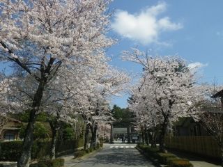 乃木参道の桜写真１