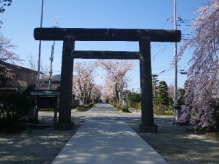 乃木参道の桜写真２