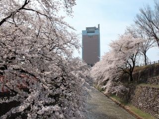 楽歩堂前橋公園の桜写真２