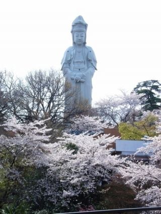 観音山の桜写真２