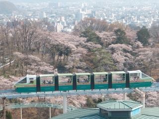 桐生が岡公園の桜写真１