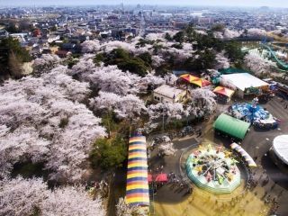 華蔵寺公園の桜写真１