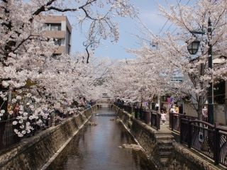 八瀬川「さくらプロムナード」の桜写真２