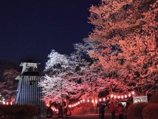 沼田公園（沼田城址）の桜写真１