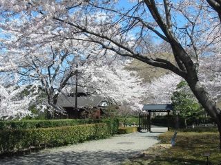 桜山公園の桜写真１
