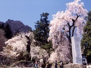 妙義神社の桜写真１