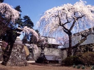 妙義神社の桜写真２