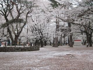 大宮公園の桜写真１