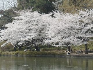 大宮公園の桜写真２