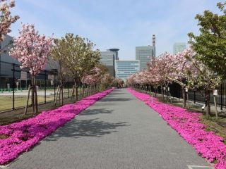 桜のさんぽ道の桜写真２