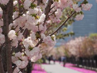 桜のさんぽ道の写真３