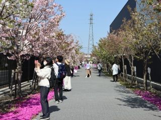桜のさんぽ道の写真４